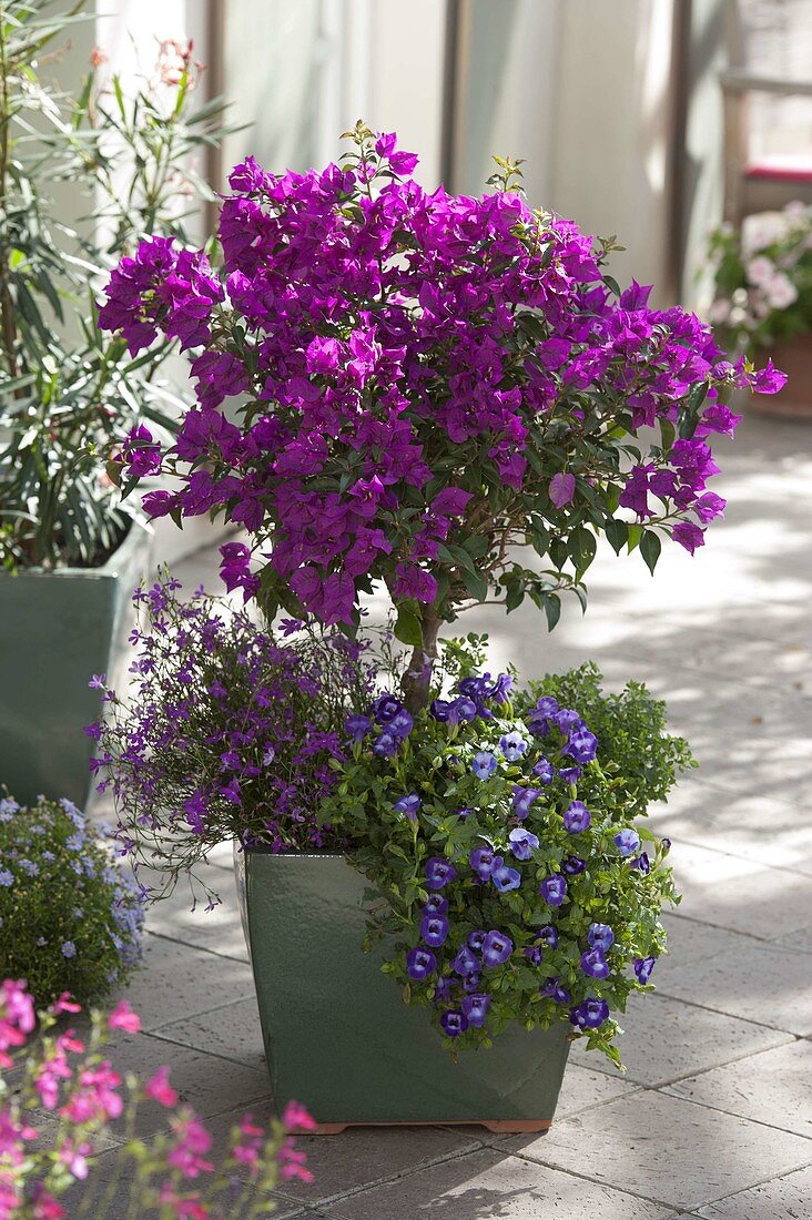 Bougainvillea stems underplanted with Lobelia 'Purple Star'.