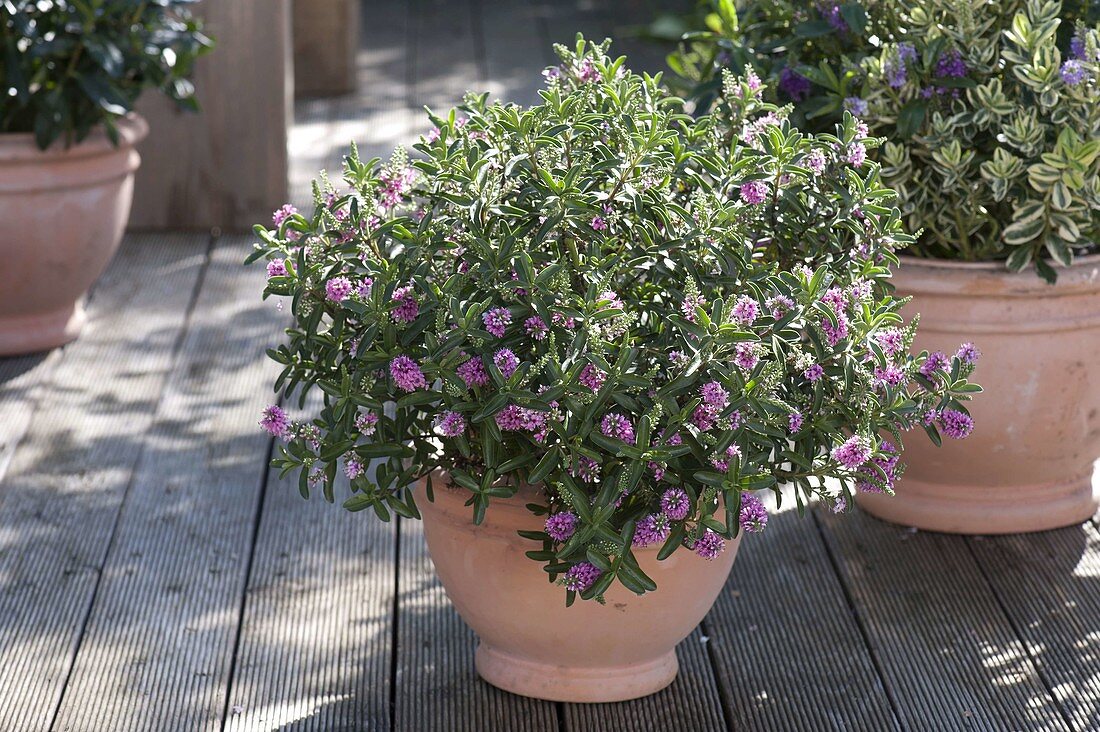 Hebe andersonii 'Paula' (Evergreen shrub veronica)