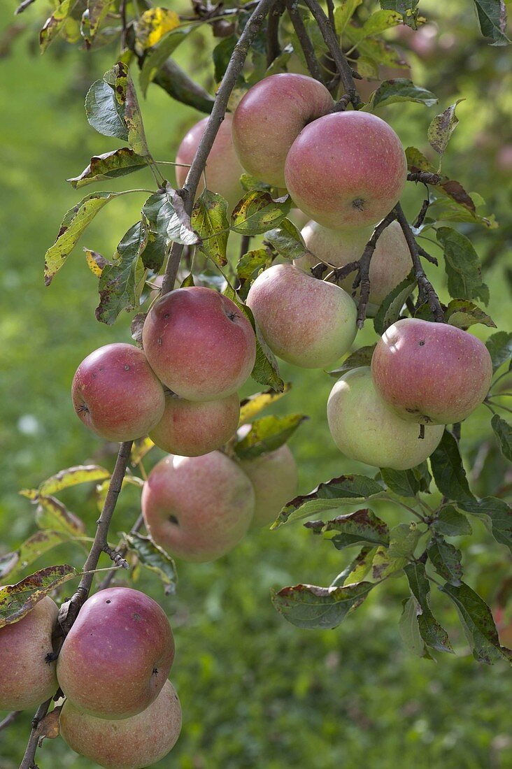 Apfel 'Goldparmäne' (Malus), Alte Apfelsorte