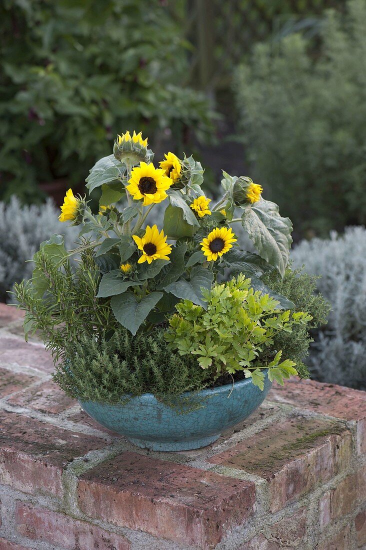 Turquoise bowl with Helianthus (sunflowers), parsley 'Hamburger Schnitt' (hamburger cut)