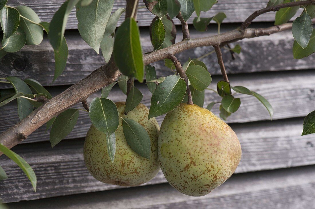 Pear 'Alexander Lukas' (European wild pear)