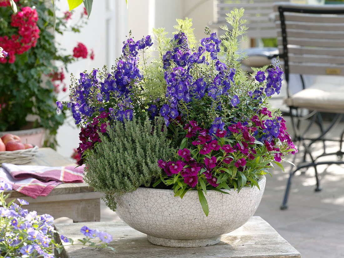 Angelonia Angel Face 'Blue Improved' (Angel Face), thyme (Thymus)