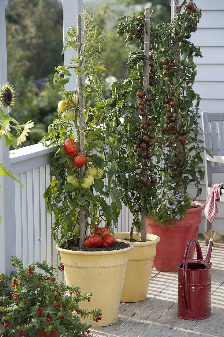 Snack balcony with flesh tomato 'Marmande', tomato 'Zebrino F1'