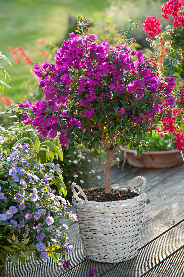 Bougainvillea stem in white basket