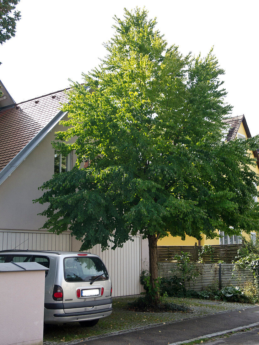 Cercidiphyllum (Kuchenbaum, Judasblattbaum) vor Doppelgarage