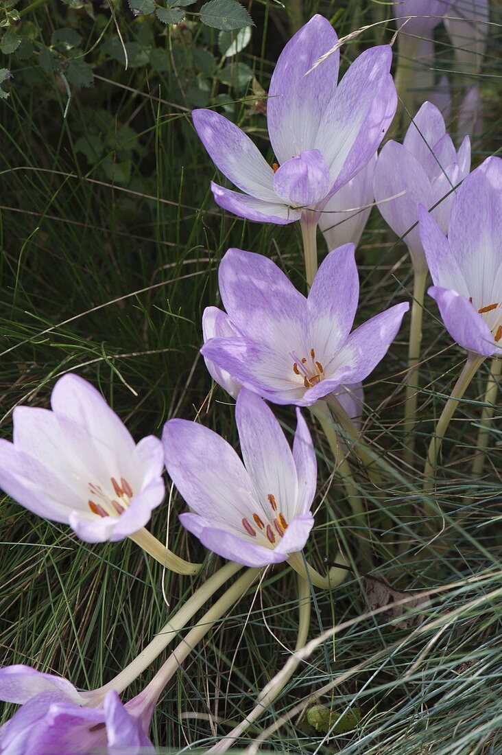 Colchicum autumnalis (Herbstzeitlose)