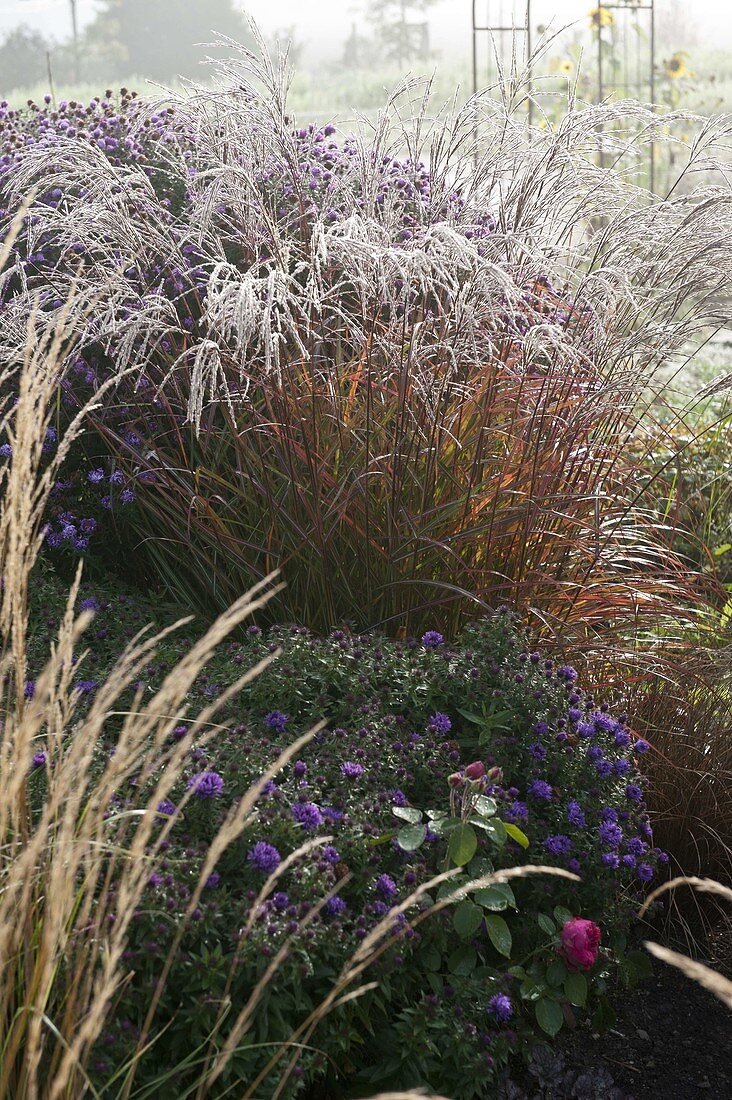 Autumn bed with Aster (Autumn Aster) and Miscanthus sinensis (Chinese reed)