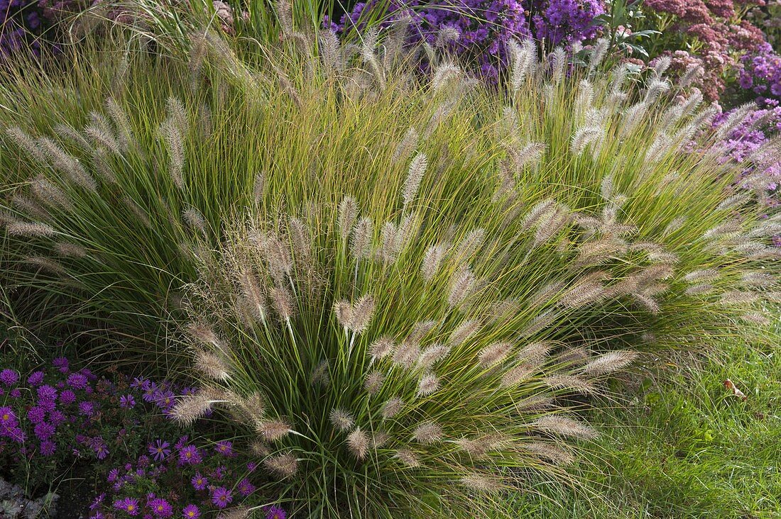 Autumn bed with grasses: Pennisetum compressum 'Hameln' (Hamelin)