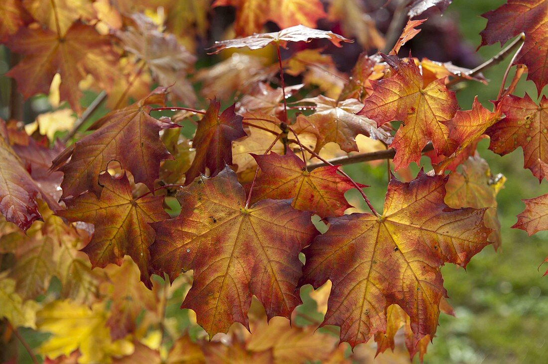 Variegated autumn foliage of Acer platanoides (Norway maple)
