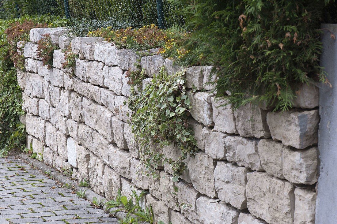 Limestone dry stone wall planted with Sedum (stonecrop) and Hedera (ivy)