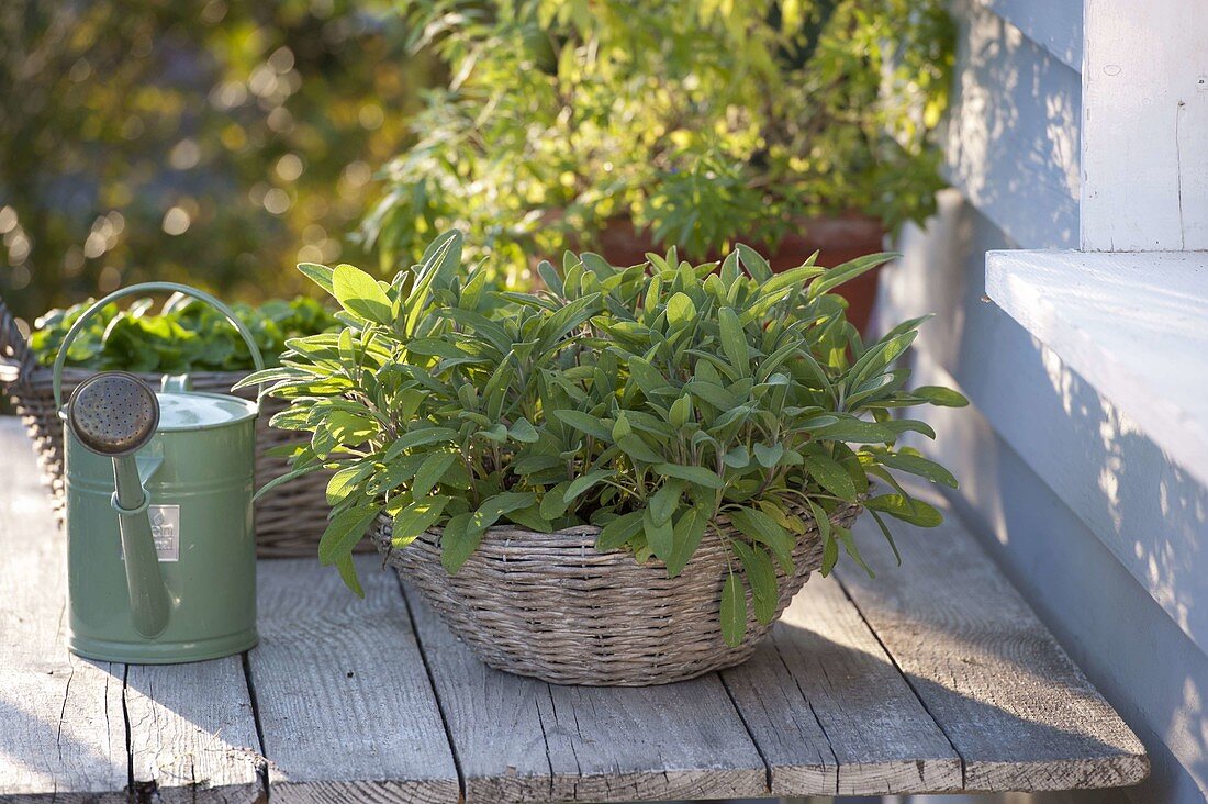 Sage basket planting 5/5