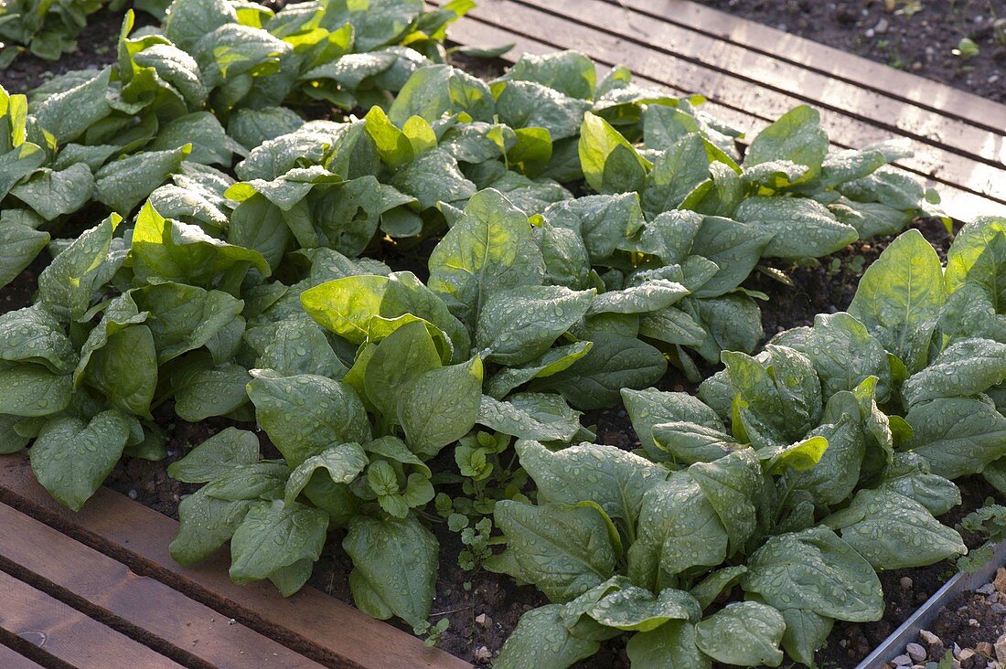 Spinach 'Madator' (Spinacia oleracea) in the vegetable patch