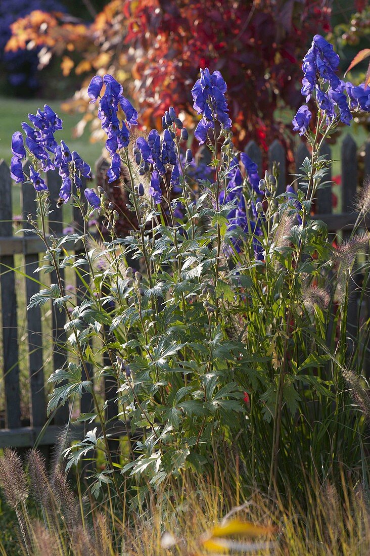 Aconitum carmichaelii 'arendsii' (monkshood)