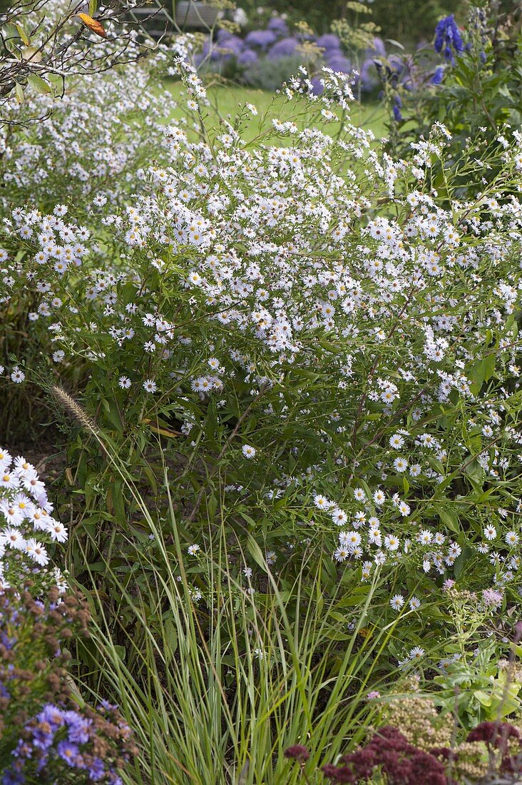 Aster cordifolius (Black Aster)