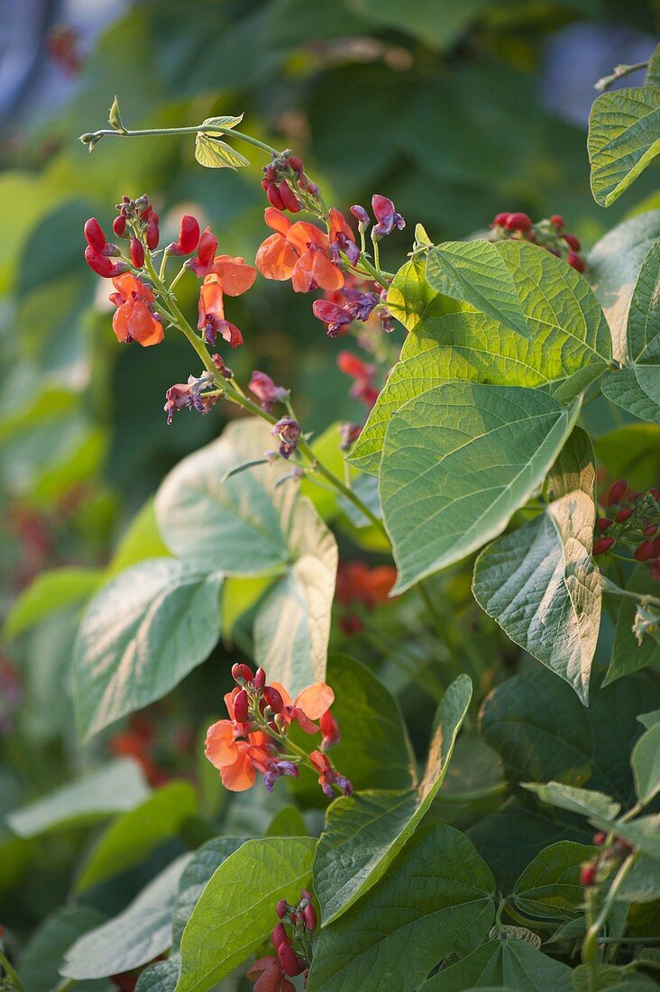 Blüten der Feuerbohne (Phaseolus coccineus)