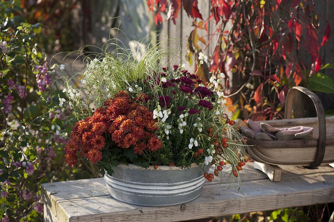 Silberne Herbstschale mit Chrysanthemum (Herbstchrysanthemen)