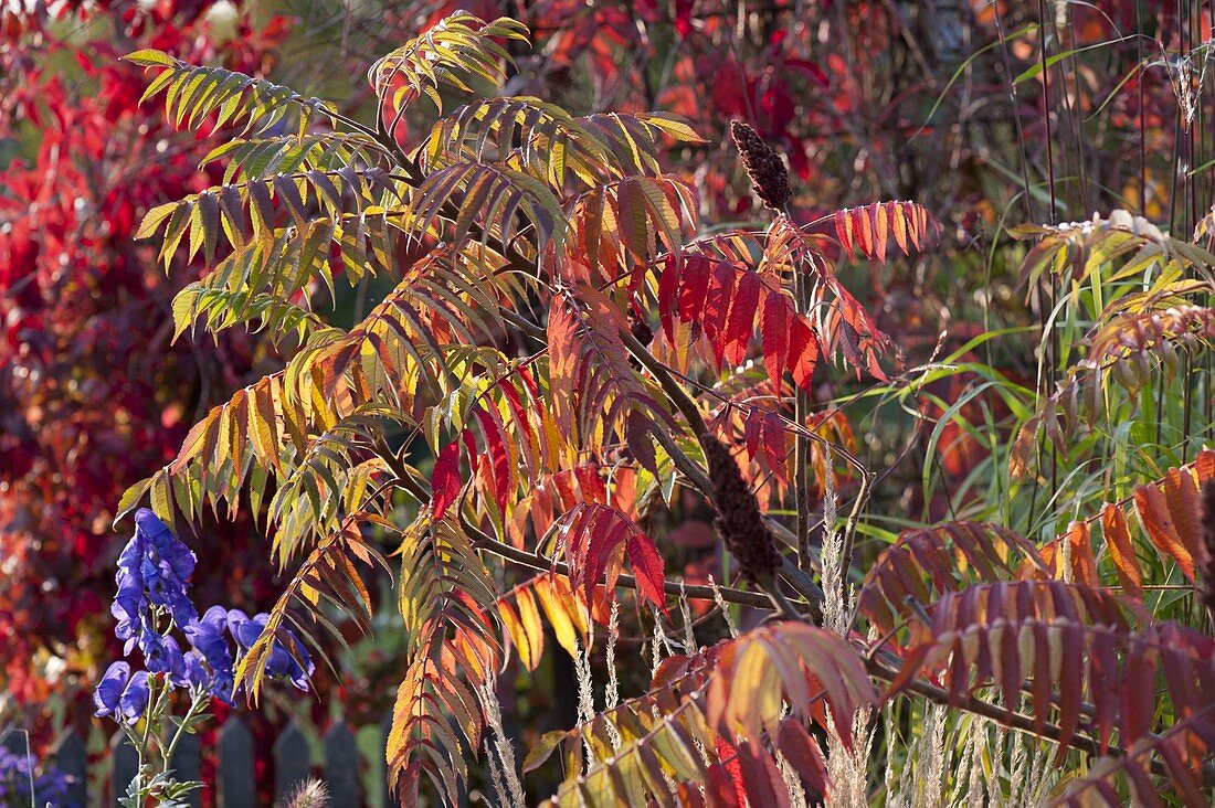 Rhus typhina (vinegar tree) in autumn colours