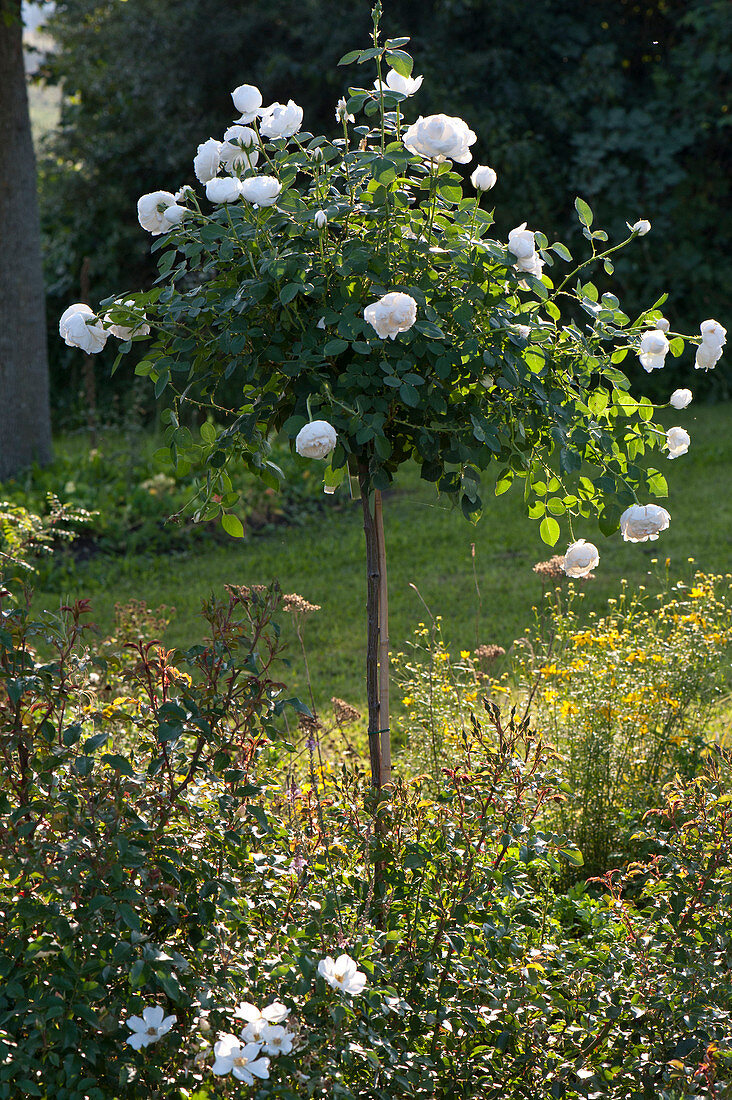 Rosa 'Glamis Castle' (Englische Rose) als Stämmchen