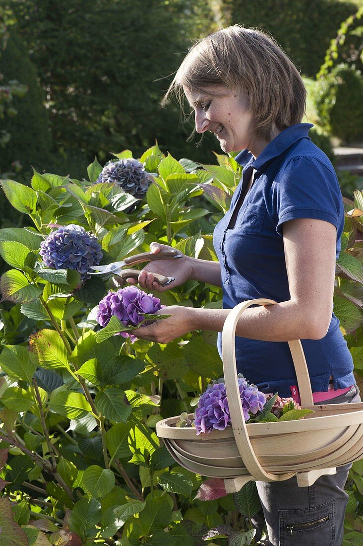 Hortensienblüten schneiden