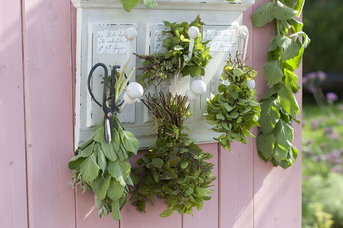 Drying different varieties of mint (Mentha) for tea