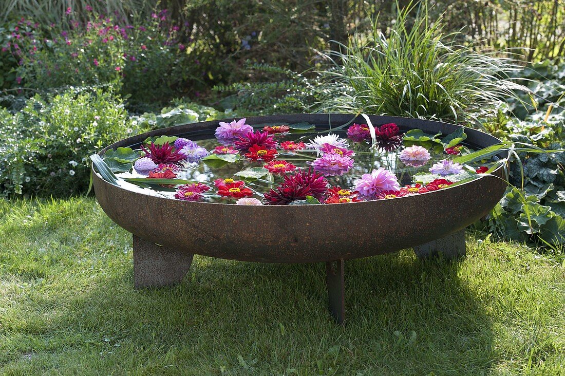 Fire bowl filled with water: flowers of Zinnia (zinnias) and Dahlia