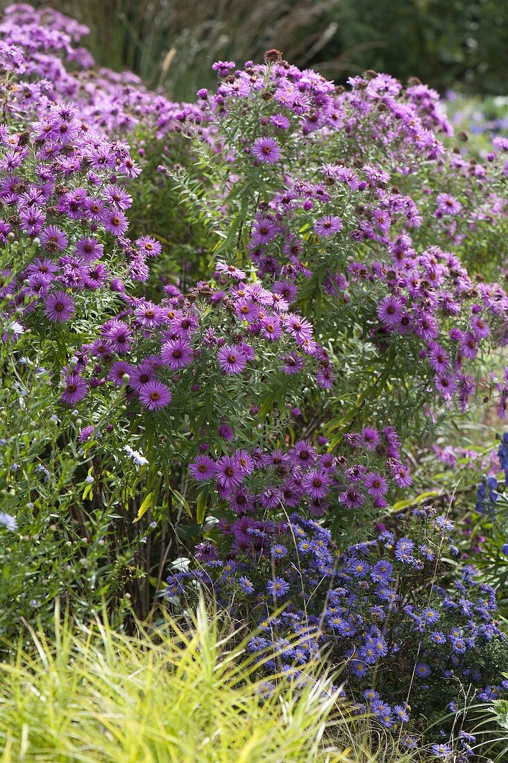 Aster novae angliae 'Barr's Blue', Aster dumosus 'Sapphire'