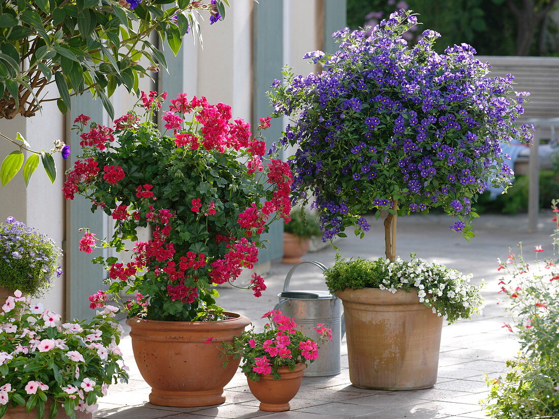 Pelargonium peltatum 'Holiday Red Blizzard' (Hängegeranie) als Säule gezogen