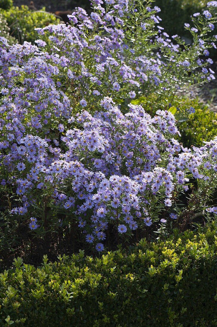 Aster novi-belgii 'Permanent Blue' (Smooth-leaved Aster)