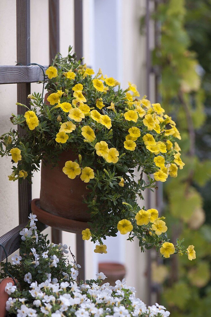 Wall - Planting terracotta hanging pots (4/4)