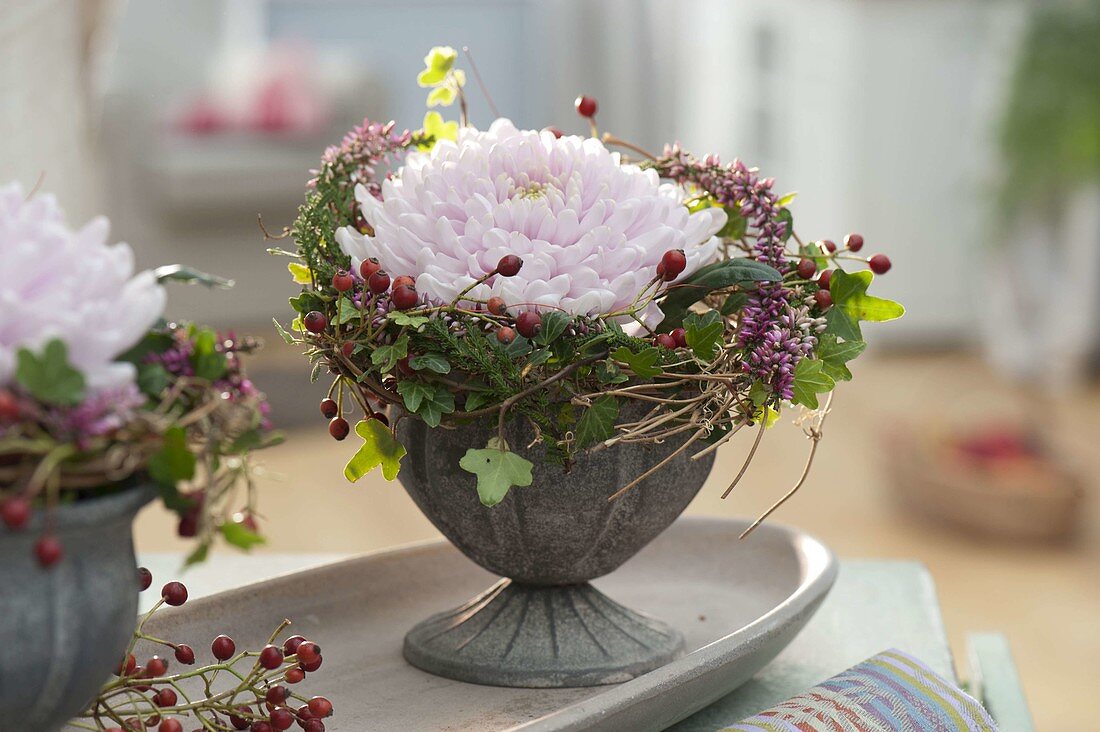 Große Blüte von Chrysanthemum (Herbstchrysantheme) in Kranz aus Hedera