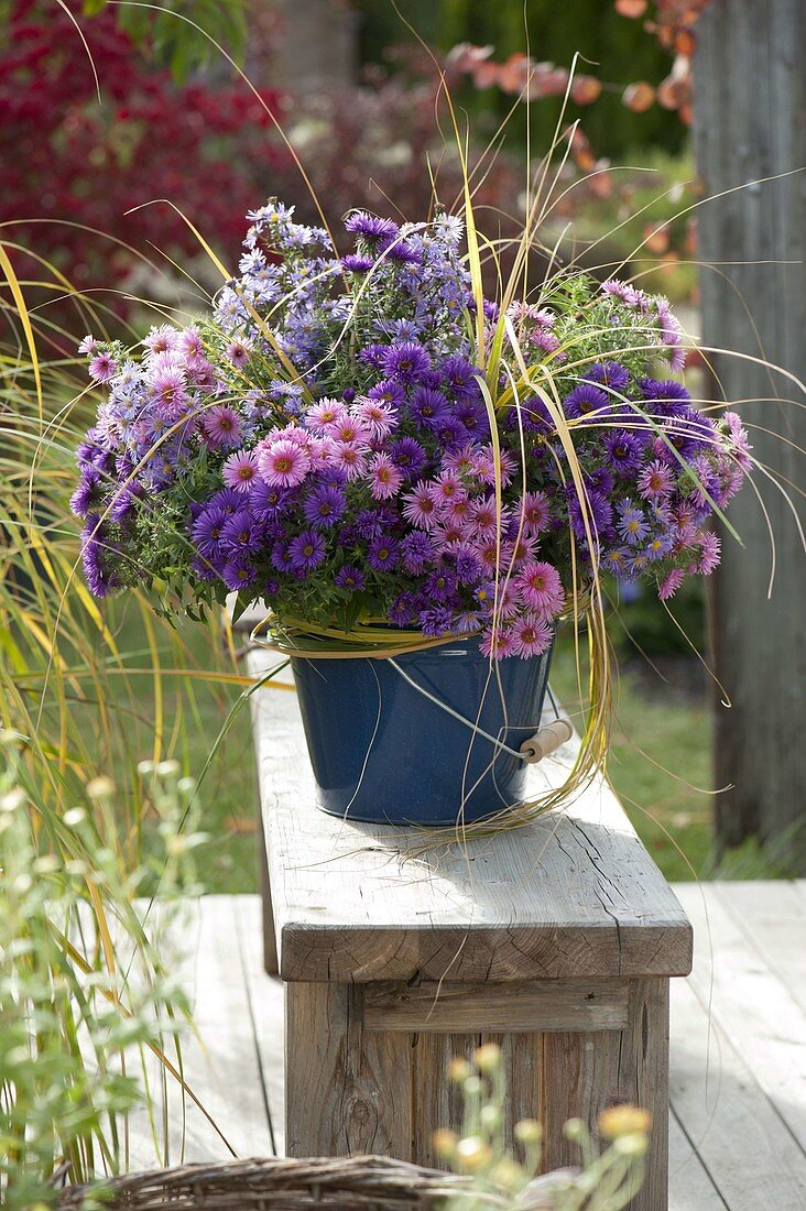 Rural bouquet made of aster (white wood aster) and grasses