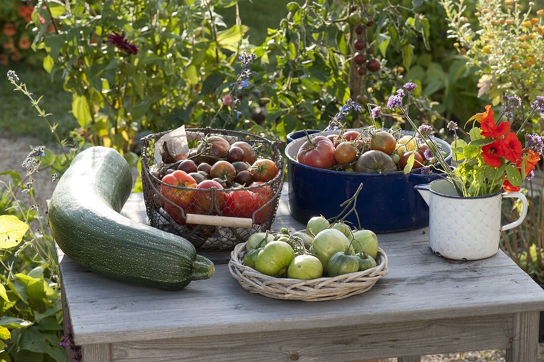 Frisch geerntete Tomaten (Lycopersicon) in Drahtkorb, Emaille-Topf