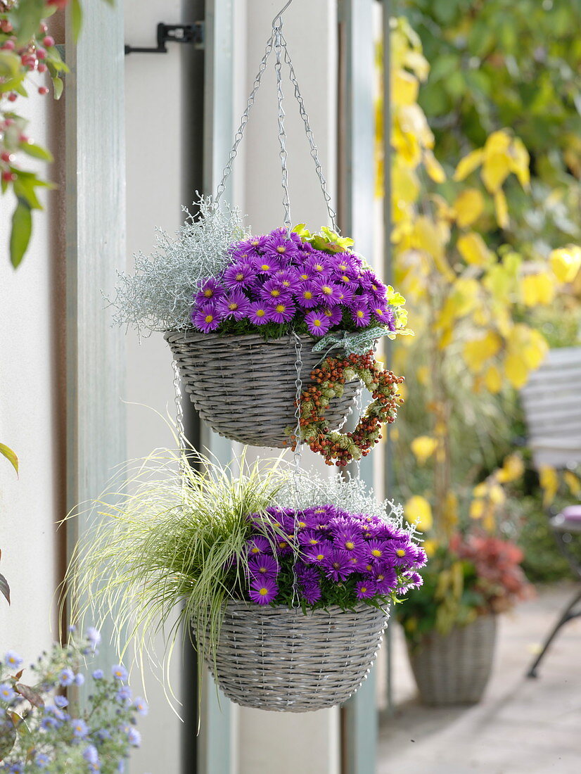 Basket hanging basket with Aster dumosus 'Purple Diamond' (cushion aster), Carex