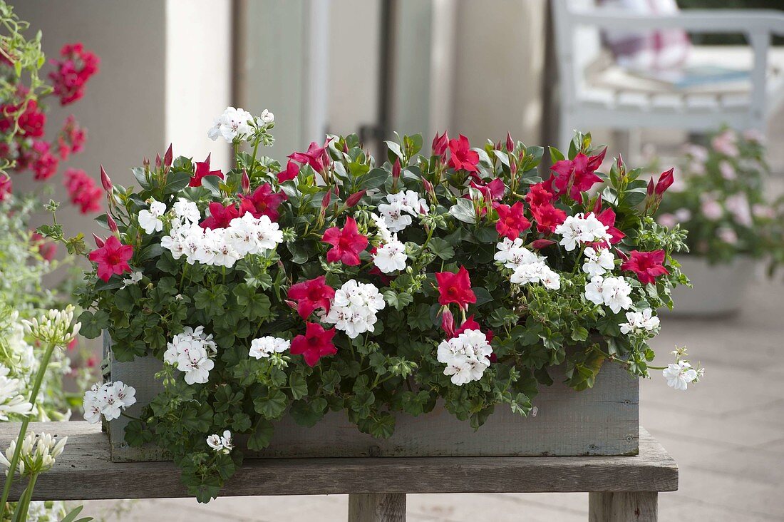 Box with Pelargonium peltatum, Dipladenia Rio 'Hot Pink'