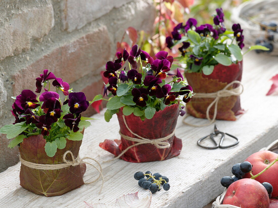 Viola cornuta (horned violet) in pots wrapped with vine leaves (Vitis)