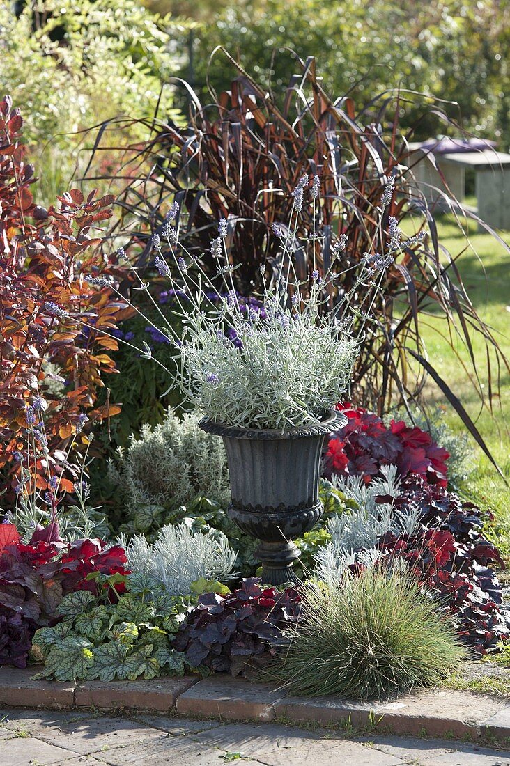 Contrast bed with silver-grey and red plants