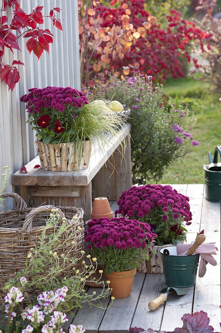 Chrysanthemum multiflora 'Kilo' (Herbstchrysanthemen), Carex (Segge)