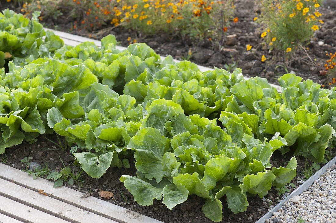 Endive lettuce (Cichorium endivia) in a bed