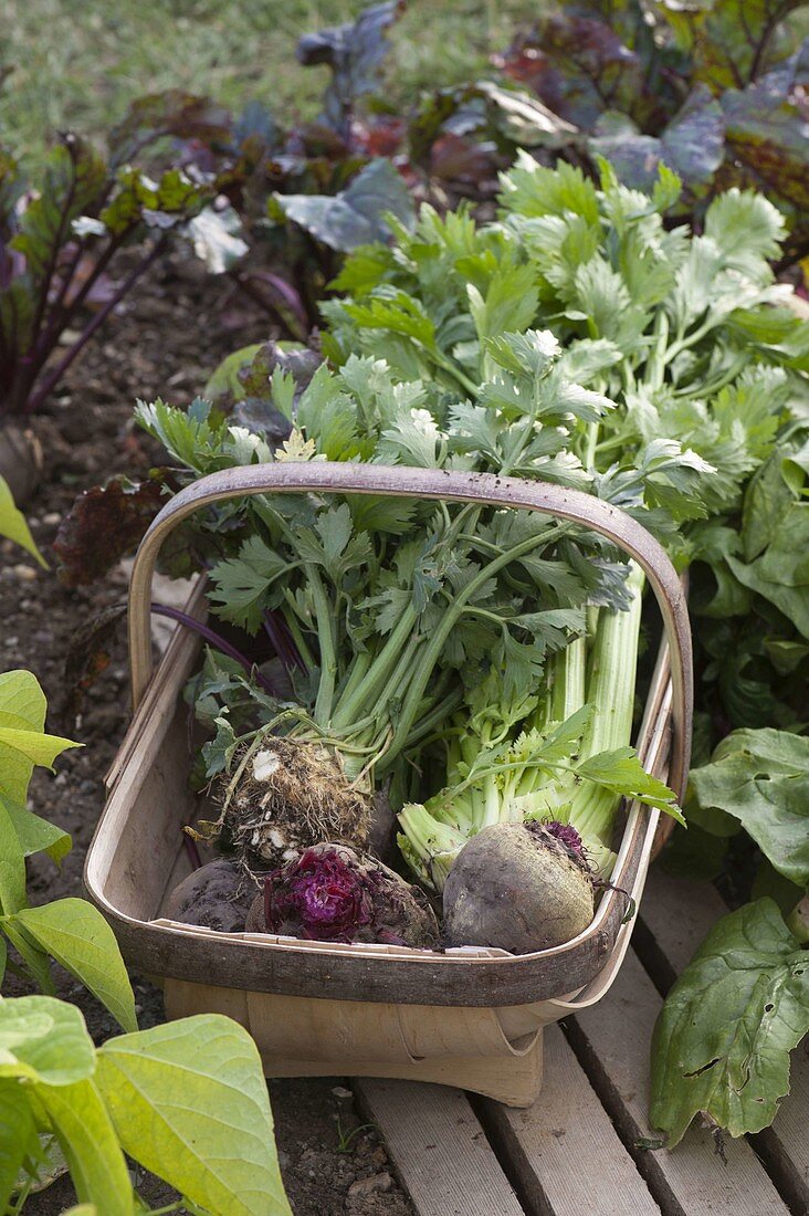 Freshly harvested vegetables in basket