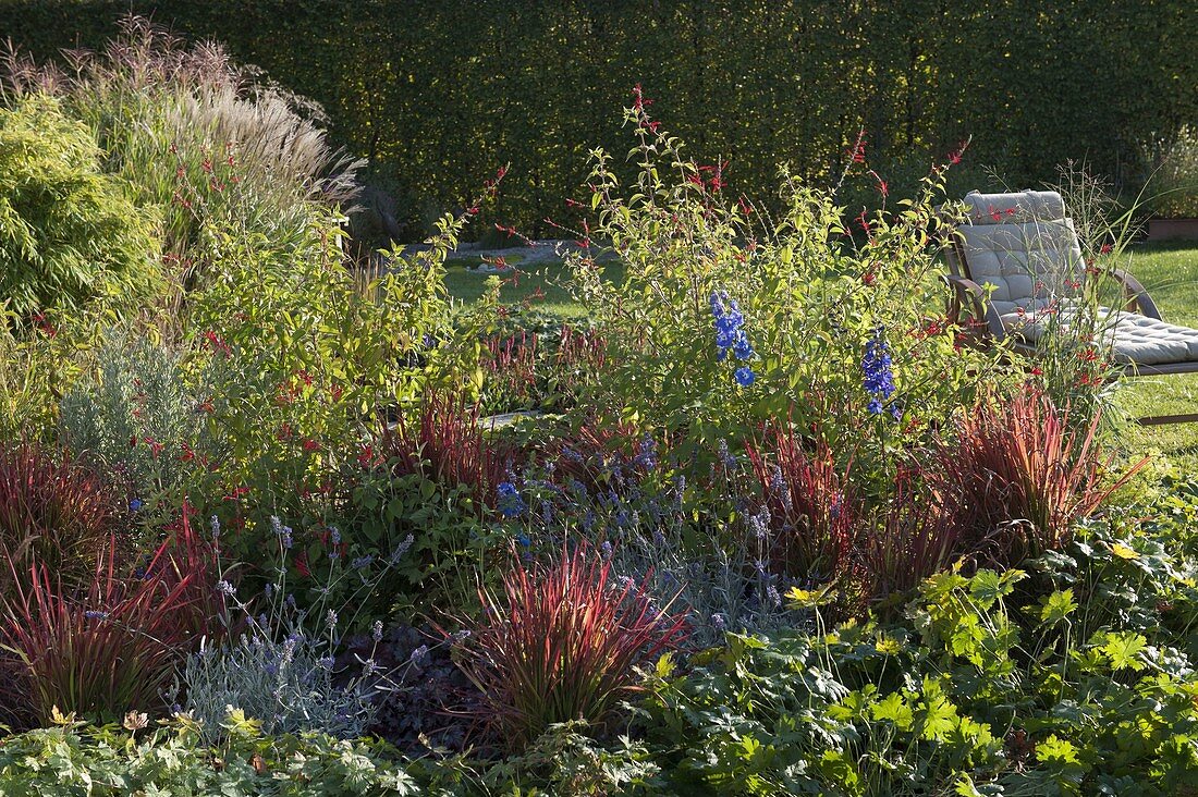 Bed with Imperata imperata 'Red Baron' (Japanese red grass), Salvia rutilans