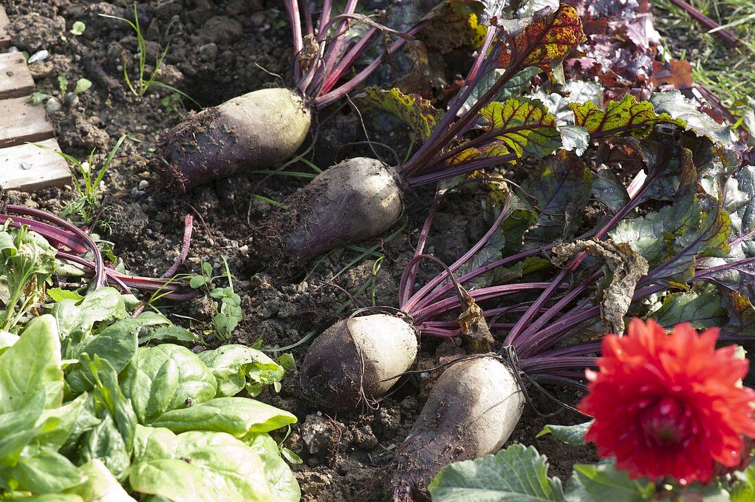 Beetroot (Beta vulgaris) freshly harvested in the bed