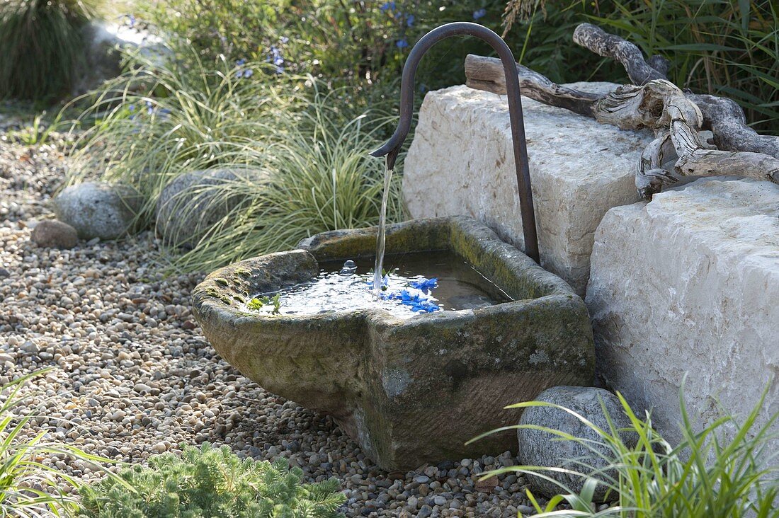 Brunnen im Kiesgarten vor Kalksteinen, Carex 'Supergold' (Buntseggen)