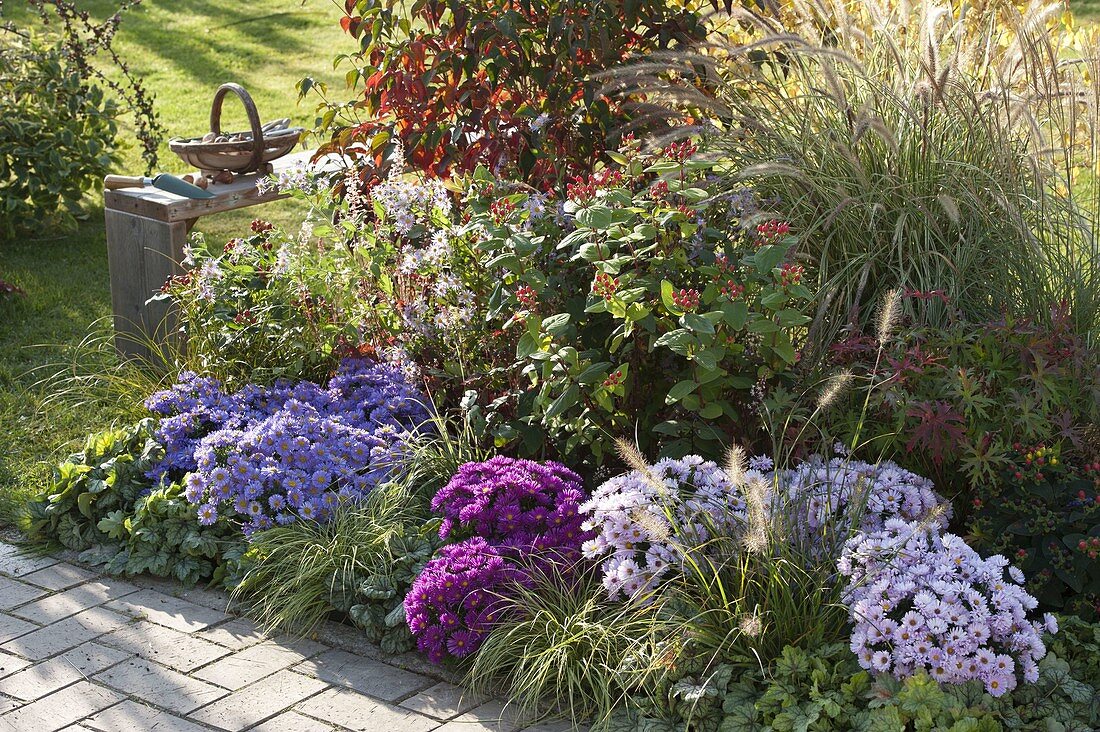 Autumn border with Aster dumosus 'Sapphire', 'Purple Diamond', 'AquaCompact'.