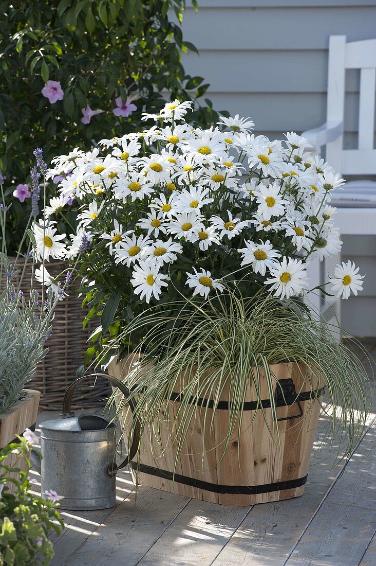 Leucanthemum x superbum 'Daisy May' (daisies)