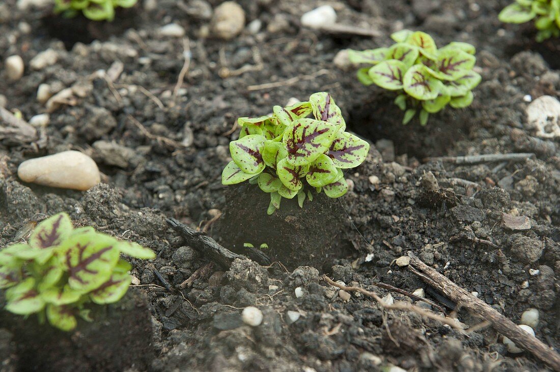 Blood sorrel 'Bloody Dock' (Rumex sanguineus)