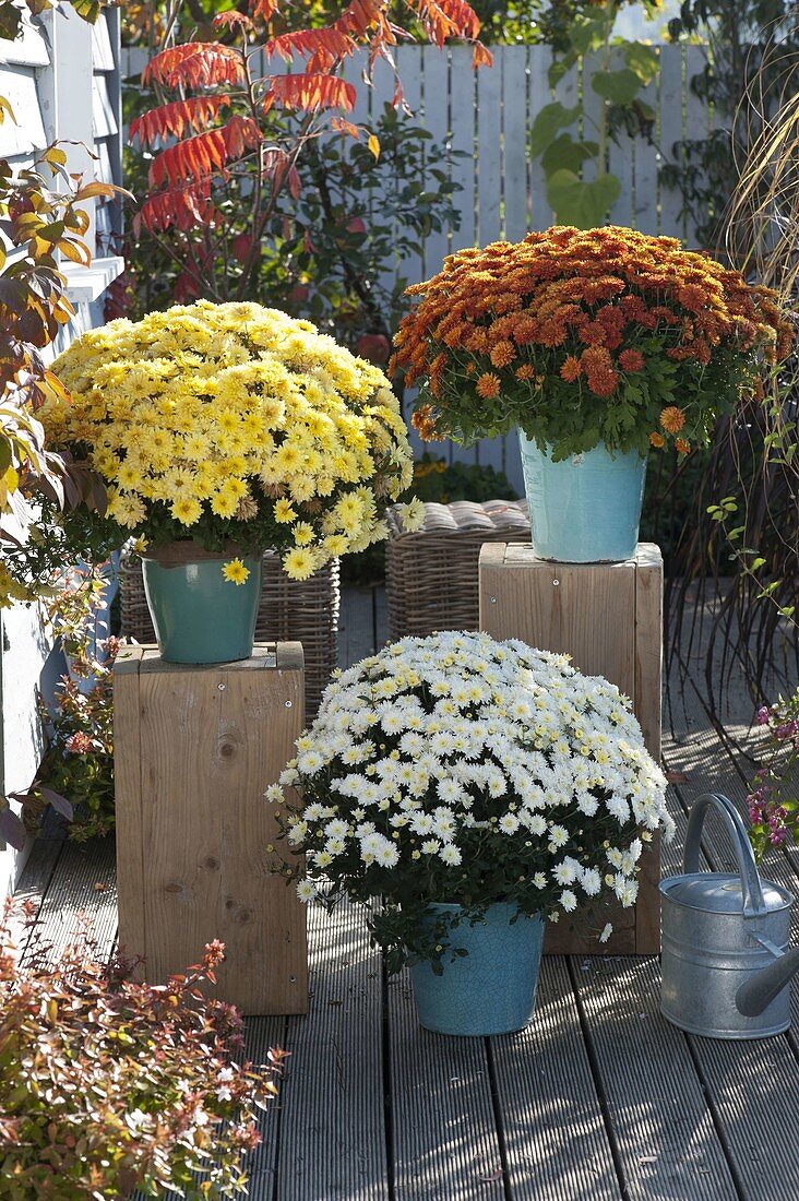 Chrysanthemum multiflora 'Kiwhite' white, 'Kiroul' copper, 'Fortuna' yellow