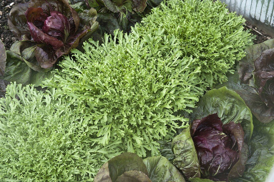 Endive 'Frisee' and radicchio lettuce (Cichorium) in rows