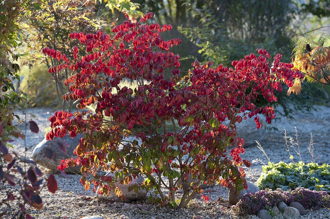 Euonymus alatus (Corkstring spindle shrub) in pebble bed