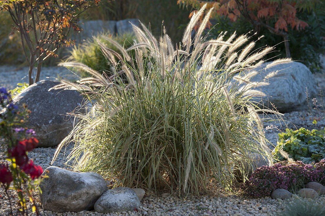Pennisetum 'Sky Rocket' (white feather bristle grass) in a gravel garden