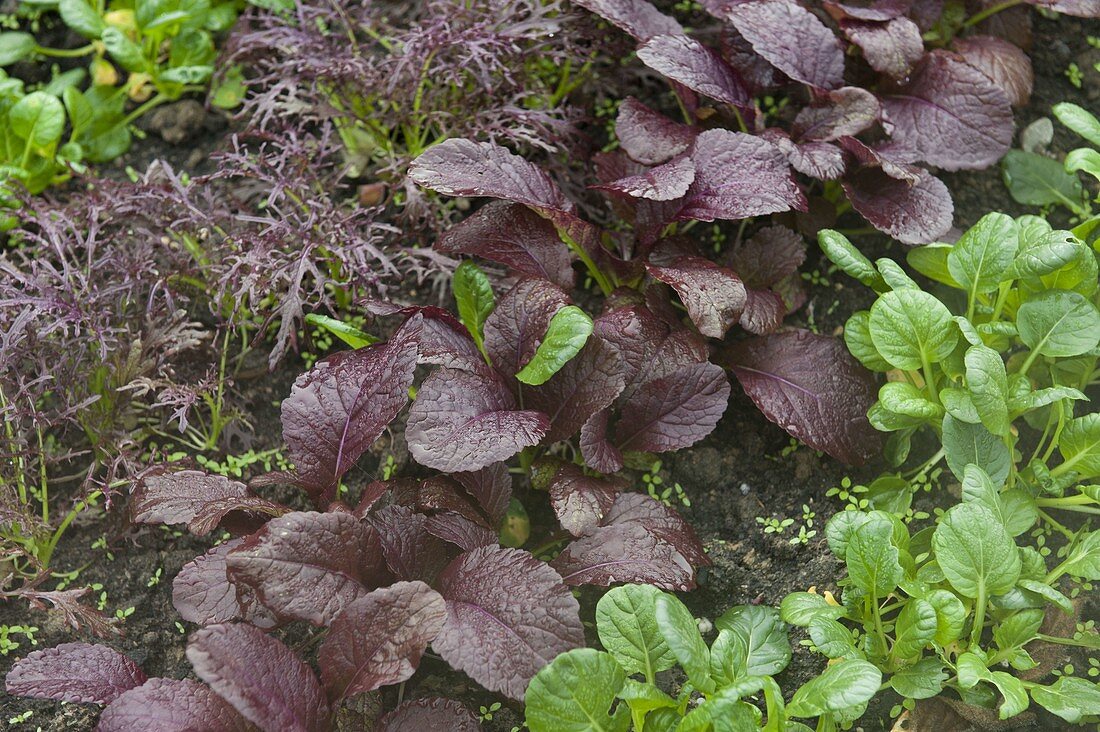 Red arugula, mustard cabbage Amchoi 'Red Giant', Komatsuna